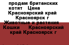 продам британских котят › Цена ­ 3 000 - Красноярский край, Красноярск г. Животные и растения » Кошки   . Красноярский край,Красноярск г.